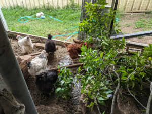 Wanted: Chickens (Silkies, Polish, Frizzle, Bantam, color egg, more)