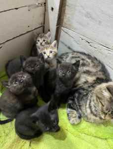 6 kittens for sale well taken care of