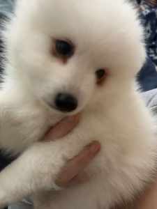 Purebred Japanese Spitz Puppies ready for a new home! :)