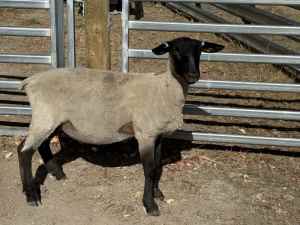 Suffolk Ewes and Rams - Quality Pure breed sheep