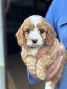 Adorable Toy Cavoodles - ONLY ONE Female Puppies LEFT 