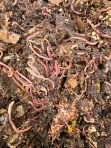 Compost worms x 500