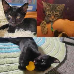 Noodles, Astro & Andre - Perth Animal Rescue Inc vet work cat/kitten