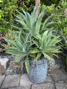 Foxtail agave plant
