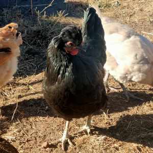 Hens for sale 2-3 years old
