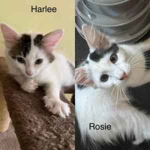 Harlee & Rose - Perth Animal Rescue Inc vet work cat/kitten