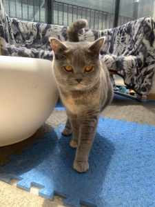British shorthair Kitten and Adult Retired BSH for sale