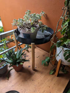 Assorted Pots and Small Plants
