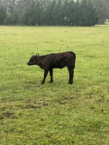 Black Angus x Murray grey cow n calf 