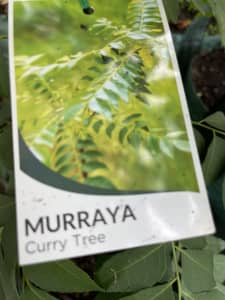 Curry Leaf plant