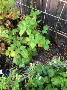 Barerooted Raspberry Plants