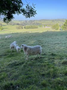 Lambs Australian white