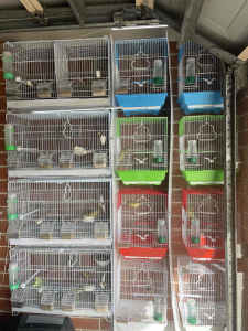 Canary Cross Yellow Siskin Mule,10 available $390 for all