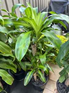 1.5m Happy Plants Indoor Plants $60 each - Pickup Yagoona