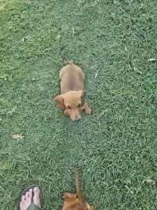 miniature dachshund puppy negotiable 