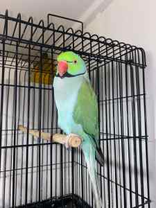 Indian ringneck (male)