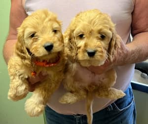 Cavoodle puppies