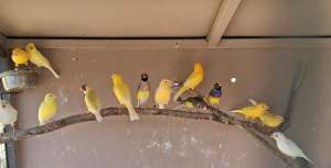 Canaries and finches