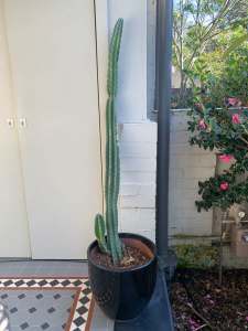 Large Cactus in pot