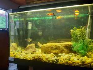Fish Tank with Tropical Fish