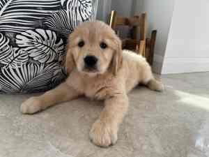 Purebred gooden retriever puppies for sale ready to go now