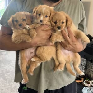 READY NOW! Beautiful Golden-Furred Toy/Teacup Cavoodle Puppies
