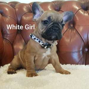 ANKC Registered French Bulldog Puppies