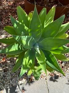 Agave succulent plant