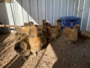 Bearded silky pullets and cockerels