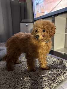 Purebred Red Male Toy Poodle