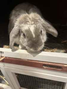 URGENT: Lop rabbit for sale
