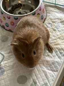 Young Guinea pig for sale