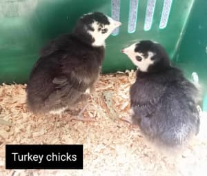 Turkey Chicks, Muscovy Ducklings, Turkeys, Ducks, Chickens, Hens