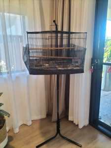 Finches to go to a good home - ono