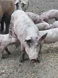 Pigs for sale - large white pigs
