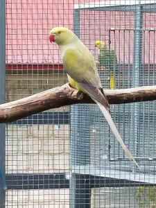 MATURE INDIAN RINGNECKS READY TO BREED