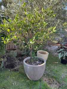Lime Tree in Large Pot