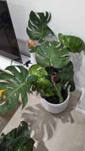 Large indoor plants - Monstera and Philodendron in White Ceramic pots.