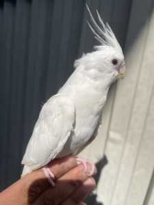 Albion male baby cockatiel Handrasied💙
