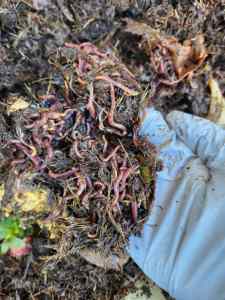 Garden composting worms for sale