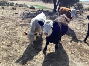 Cattle for sale