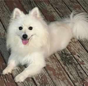 Pomeranian white dog 