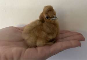 🐣 Beautiful tiny Easter chicks- baby silkies and silkie cross bantam