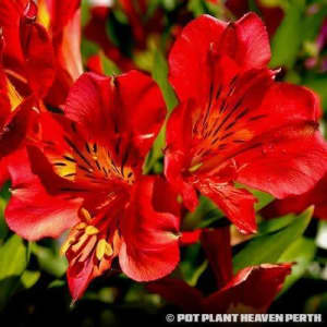 FLOWERING and OTHER PLANTS - BEST PRICES and RANGE