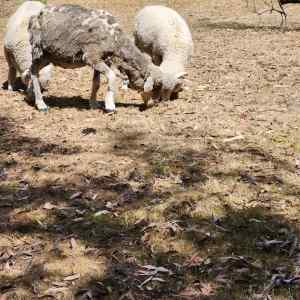 Merino ewe plus two male lambs from last year