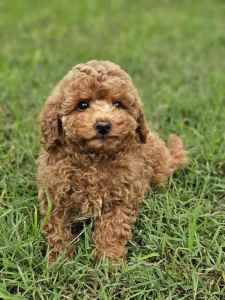 Toy Poodle Puppies, females