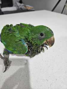 eclectus parrot handreared 