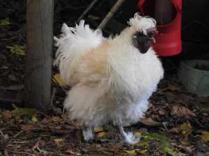 1 white Frizzle bantam rooster and 1 possible bantam rooster (young)