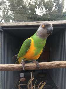 Senegal parrots unrelated pair