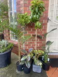 Clearance plants in pots